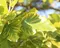 south african sauvignon blanc, winexpert