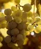 vieux chateau wine kit, wine making, selection, winexpert