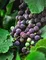 washington riesling, wine making, winexpert wine