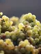 italian wine making, pinto grigio, coquitlam, burnaby, port moody