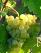 california white wine, wine making, beermaking