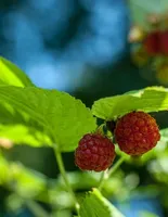 winemaker burnaby, wine making coquitlam, ubrew coquitlam