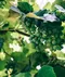 french chardonnay, wine making, beer making