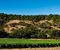 italian pinot grigio, wine making, winexpert
