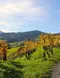 world vineyard, chilean merlot, winemaking, beermaking