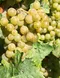 chenin blanc white wine, wine making