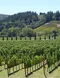 World vineyard white wine Australian